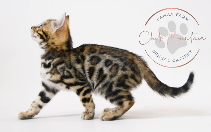 Bengal kitten for sale